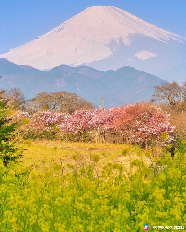 一次過睇富士山、櫻花、油菜花😍😍😍😍