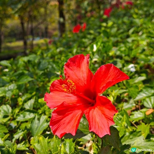 深圳江南風味秘景打咭公園