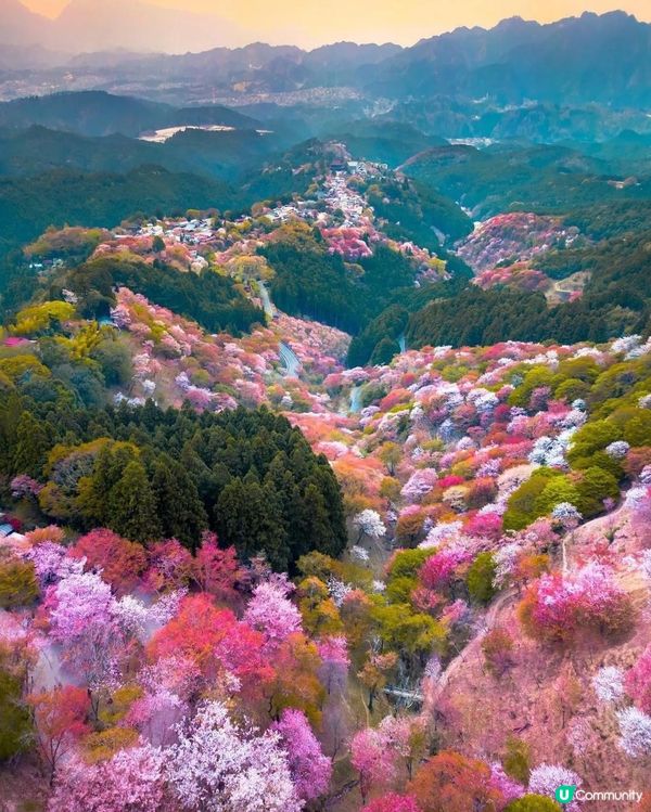 🌸 大阪櫻花已美，奈良鹿群更醉人！