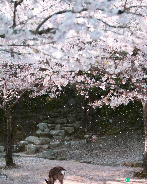 🌸 大阪櫻花已美，奈良鹿群更醉人！
