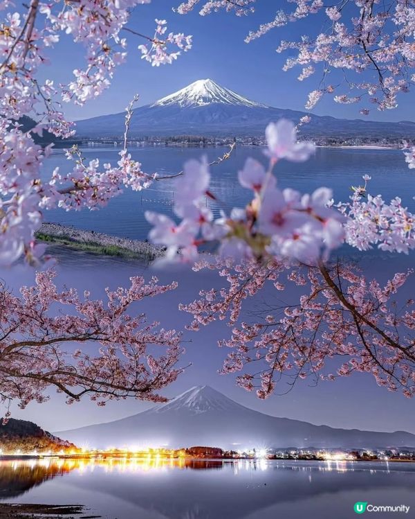 🌸 大阪櫻花已美，奈良鹿群更醉人！