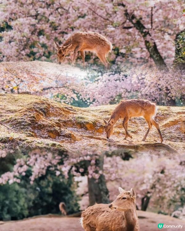 🌸 大阪櫻花已美，奈良鹿群更醉人！