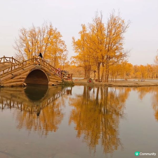 醉美胡楊，最美秋色