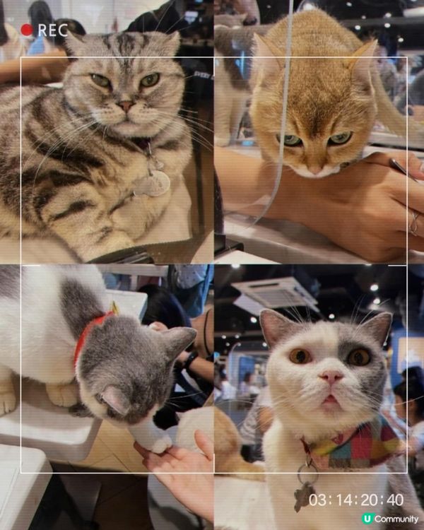 觀塘貓Cafe🐱🐱