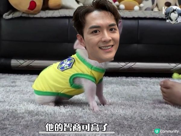 Nic Nic 豬是一隻可愛喇沙豬