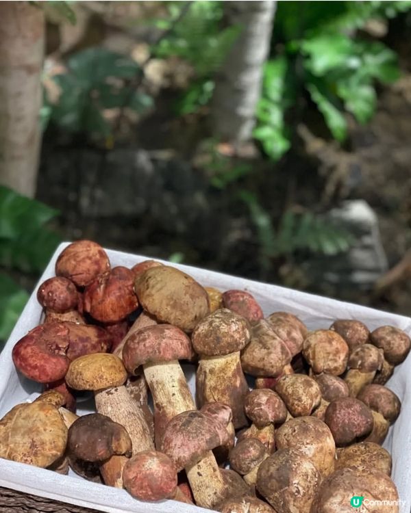 菌香四溢 養生火鍋新選擇