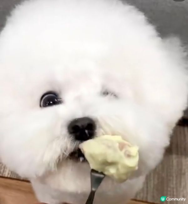 狗狗最鍾意開餐食食食，等我公開狗狗的食相，食食食，唔好食埋隻...