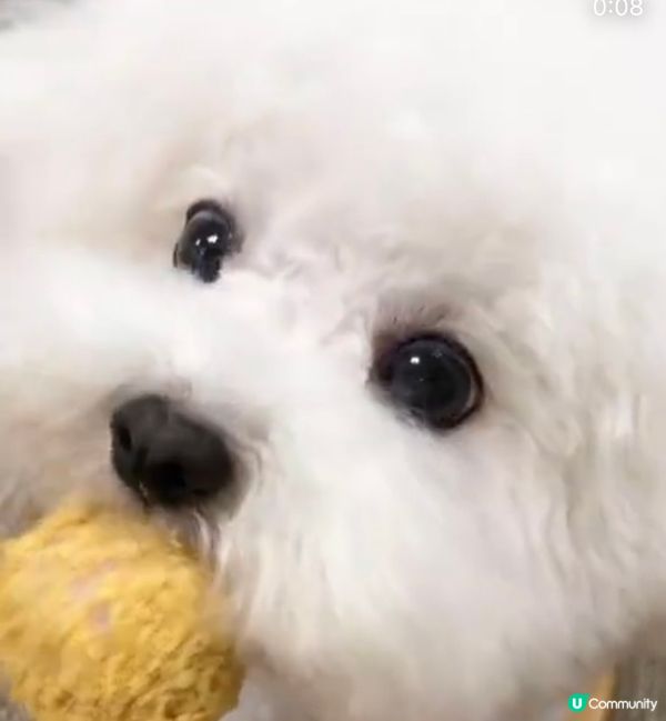 狗狗最鍾意開餐食食食，等我公開狗狗的食相，食食食，唔好食埋隻...