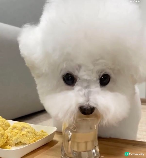 狗狗最鍾意開餐食食食，等我公開狗狗的食相，食食食，唔好食埋隻...