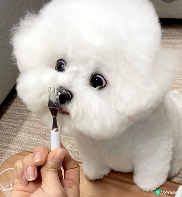 狗狗最鍾意開餐食食食，等我公開狗狗的食相，食食食，唔好食埋隻...