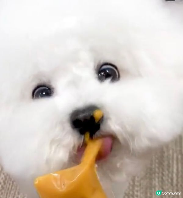 狗狗最鍾意開餐食食食，等我公開狗狗的食相，食食食，唔好食埋隻...