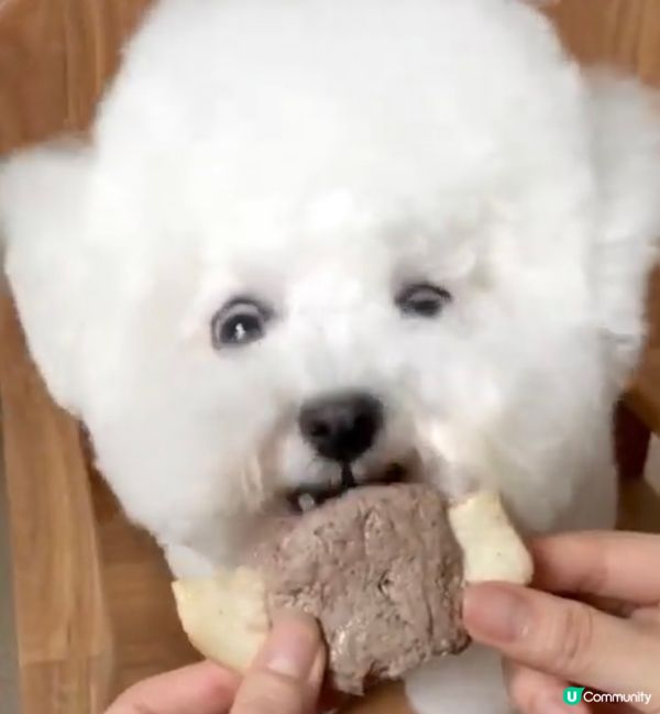 狗狗最鍾意開餐食食食，等我公開狗狗的食相，食食食，唔好食埋隻...
