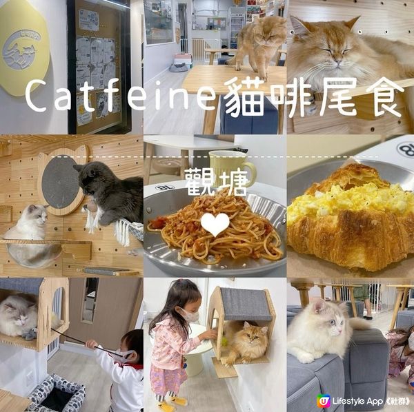 【💖觀塘貓咪咖啡店🐈🐈‍⬛🐱被貓包圍一邊嘆美食🥐🍝☕️】