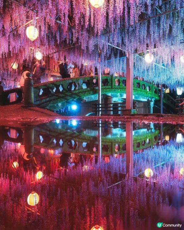 福岡必去🌸 中山大藤，紫藤花海隧道夢幻登場！