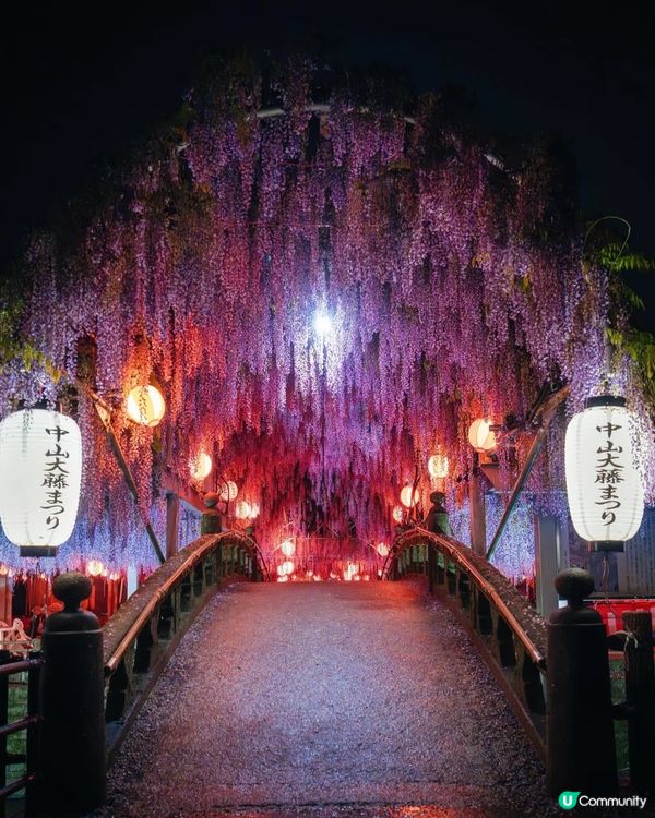 福岡必去🌸 中山大藤，紫藤花海隧道夢幻登場！