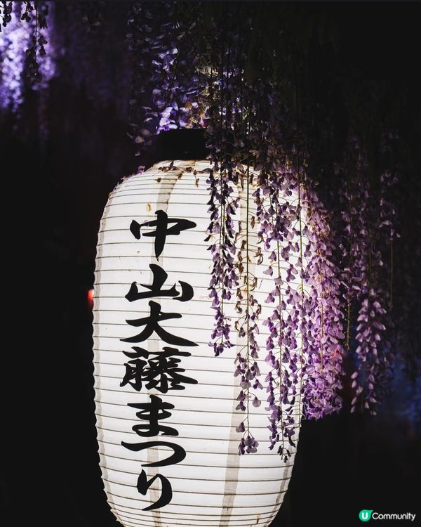 福岡必去🌸 中山大藤，紫藤花海隧道夢幻登場！