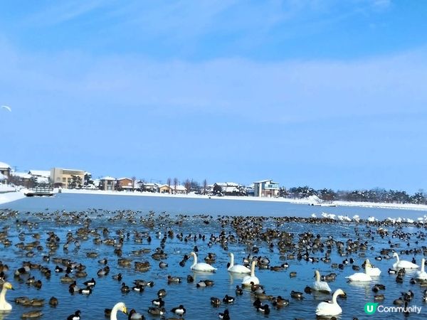 新潟瓢湖賞天鵝🦢！冬季限定❄️！