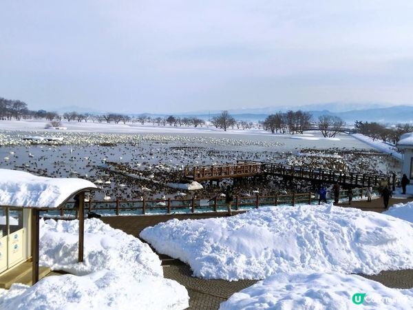 新潟瓢湖賞天鵝🦢！冬季限定❄️！