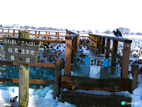 新潟瓢湖賞天鵝🦢！冬季限定❄️！
