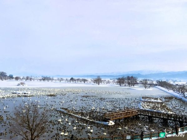 新潟瓢湖賞天鵝🦢！冬季限定❄️！