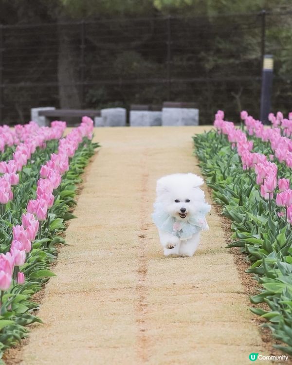 跑跳自由！草地撒野 🐶🌿 過萬呎草地任跑
