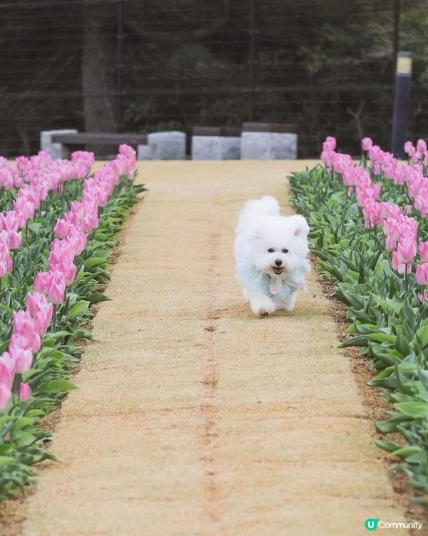 跑跳自由！草地撒野 🐶🌿 過萬呎草地任跑