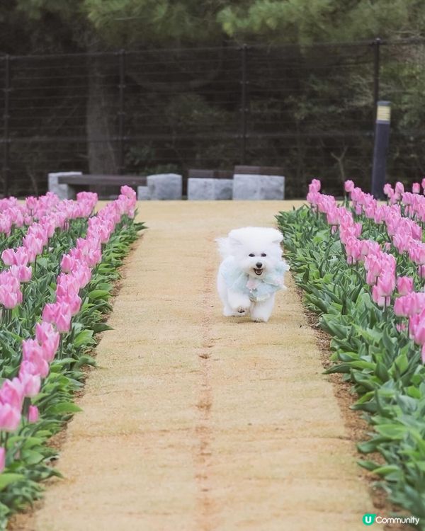 跑跳自由！草地撒野 🐶🌿 過萬呎草地任跑