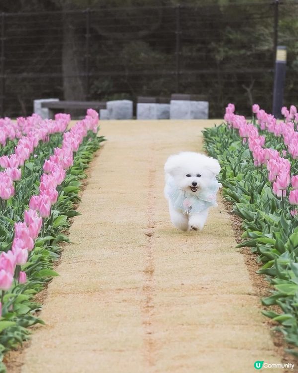 跑跳自由！草地撒野 🐶🌿 過萬呎草地任跑