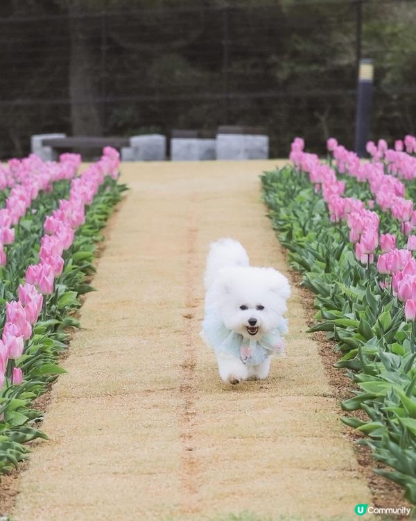 跑跳自由！草地撒野 🐶🌿 過萬呎草地任跑
