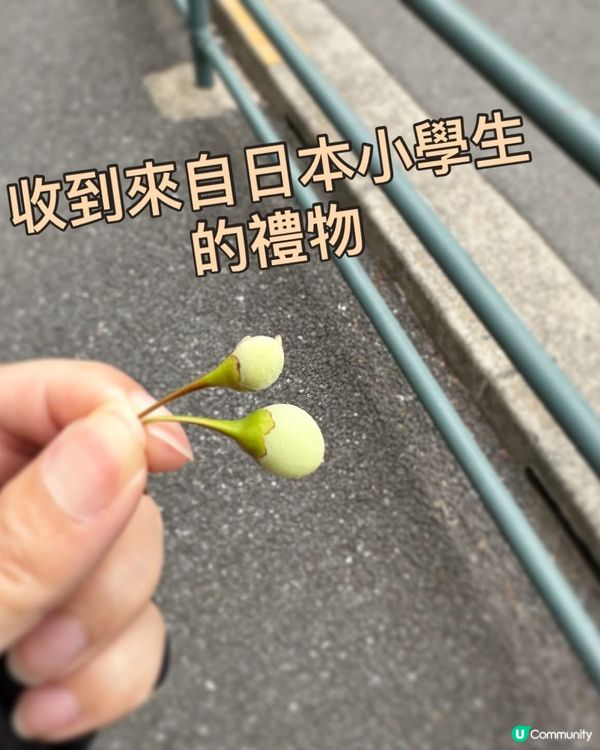 來自日本小學生的禮物🎁