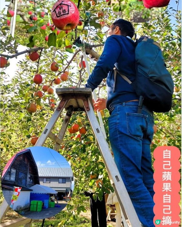 🍎青森採蘋果！自己動手摘超滿足！😋