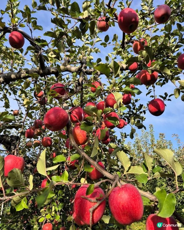 🍎青森採蘋果！自己動手摘超滿足！😋
