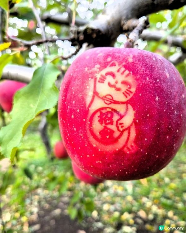 🍎青森採蘋果！自己動手摘超滿足！😋