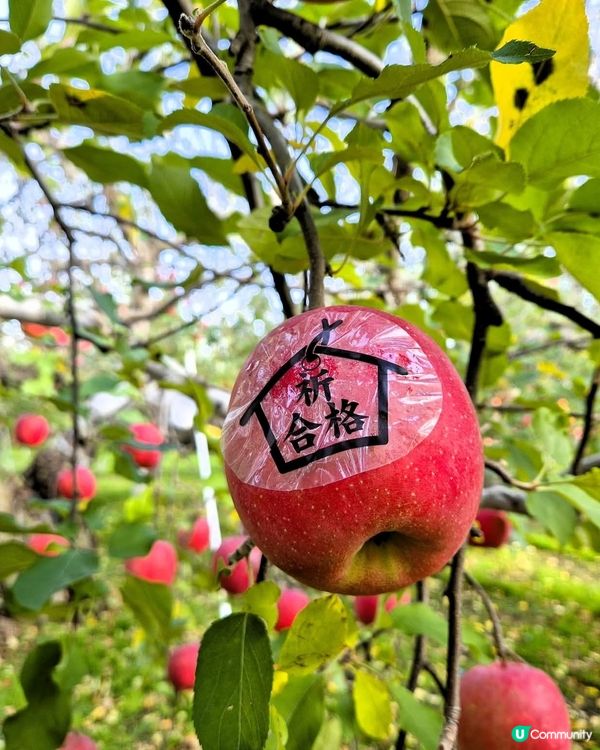 🍎青森採蘋果！自己動手摘超滿足！😋