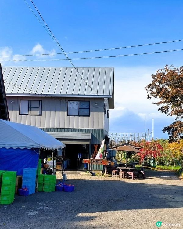 🍎青森採蘋果！自己動手摘超滿足！😋