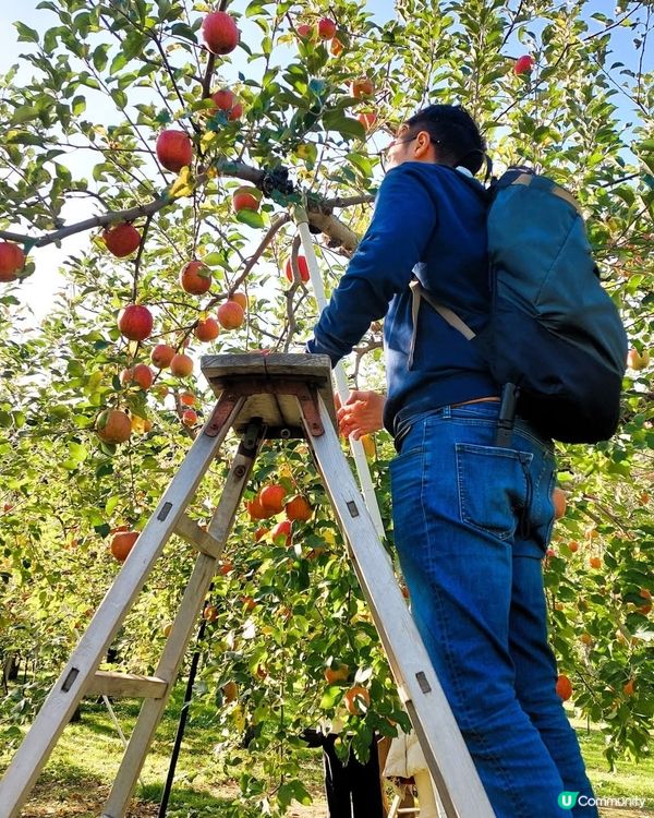 🍎青森採蘋果！自己動手摘超滿足！😋