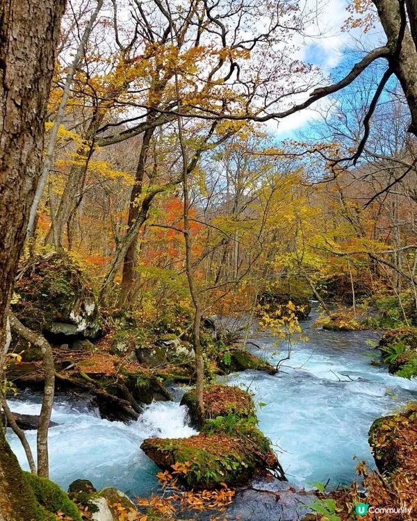 紅葉季🍁奧入瀨溪流！必去打卡📸！