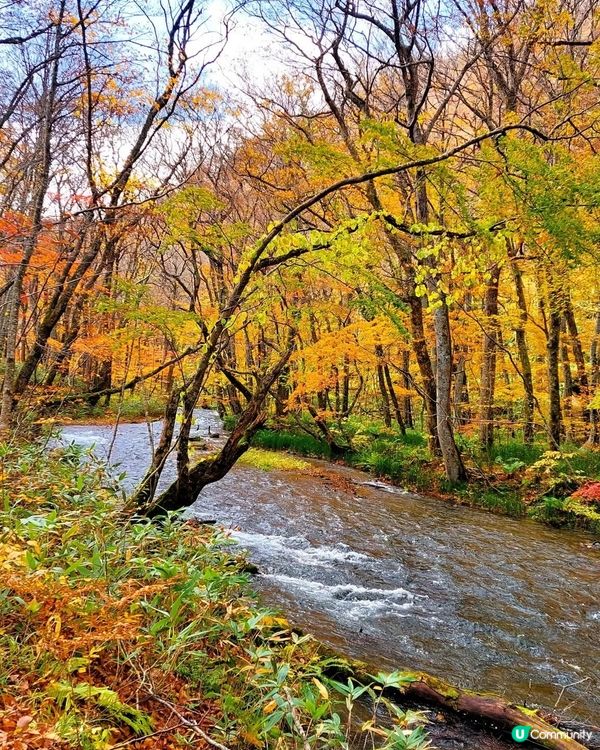 紅葉季🍁奧入瀨溪流！必去打卡📸！