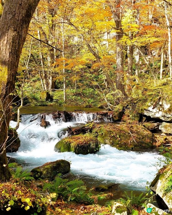 紅葉季🍁奧入瀨溪流！必去打卡📸！