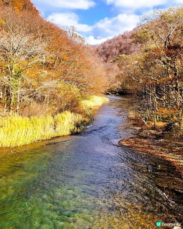 紅葉季🍁奧入瀨溪流！必去打卡📸！