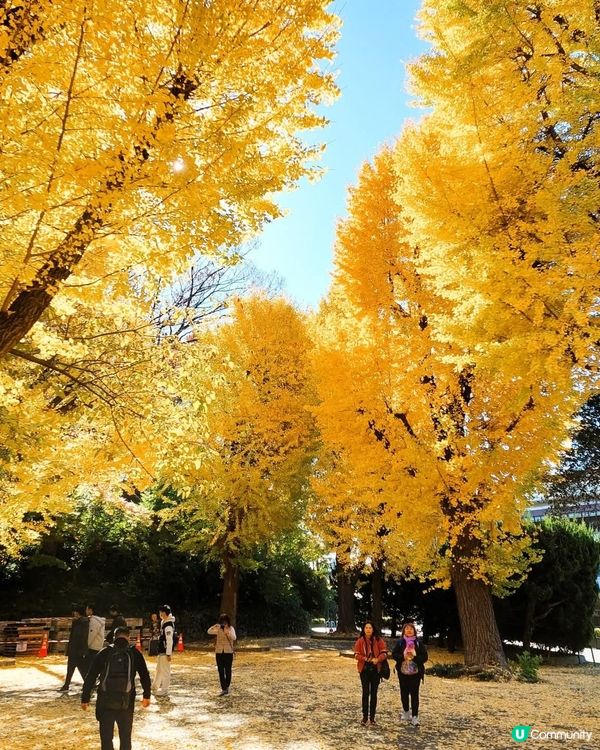 上野公園紅葉銀杏🍁！打卡必去📸！ 