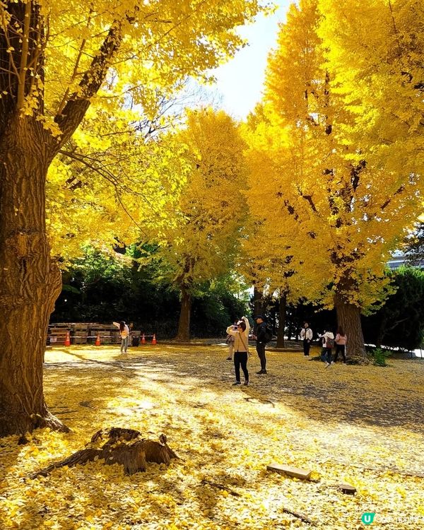 上野公園紅葉銀杏🍁！打卡必去📸！ 