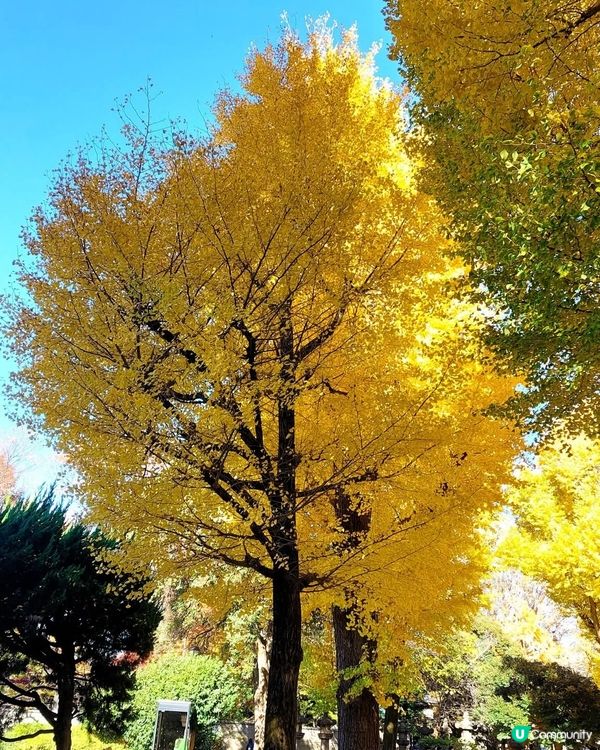 上野公園紅葉銀杏🍁！打卡必去📸！ 