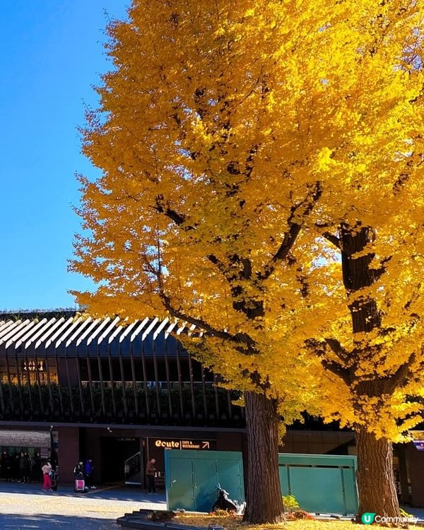 上野公園紅葉銀杏🍁！打卡必去📸！ 