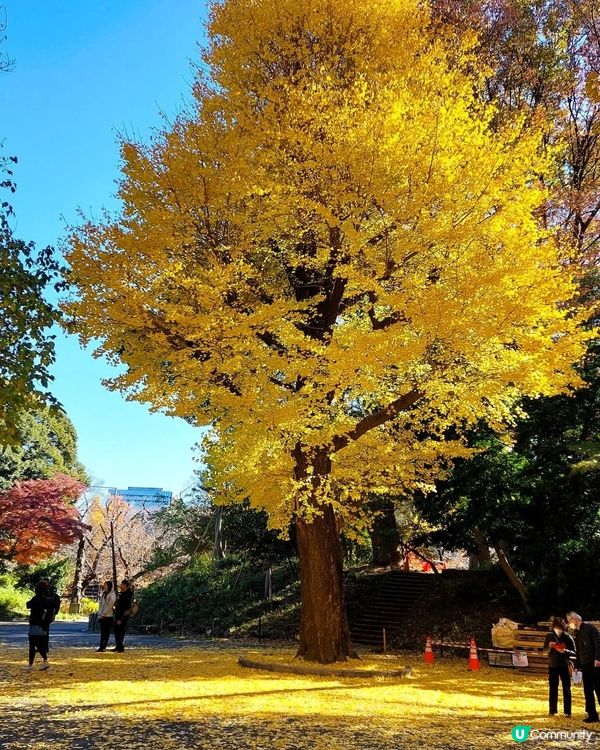 上野公園紅葉銀杏🍁！打卡必去📸！ 