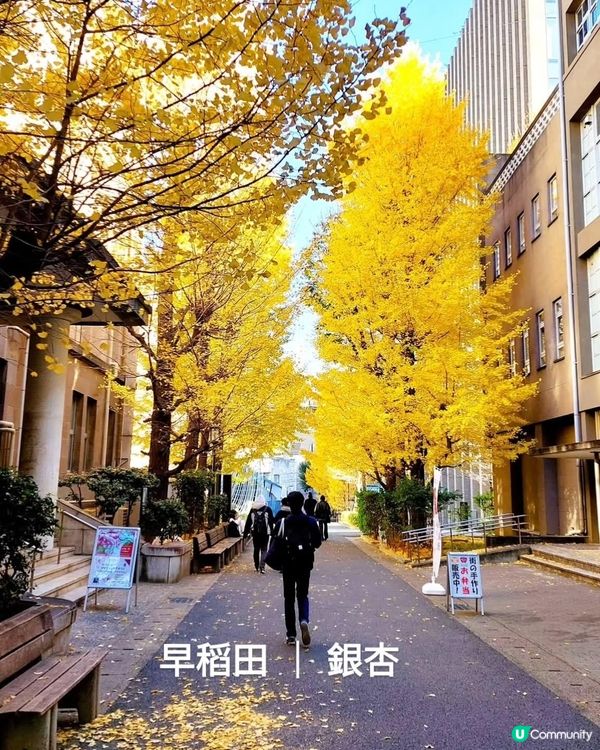 早稻田銀杏🍁！東京賞銀杏隱藏名所！🤩