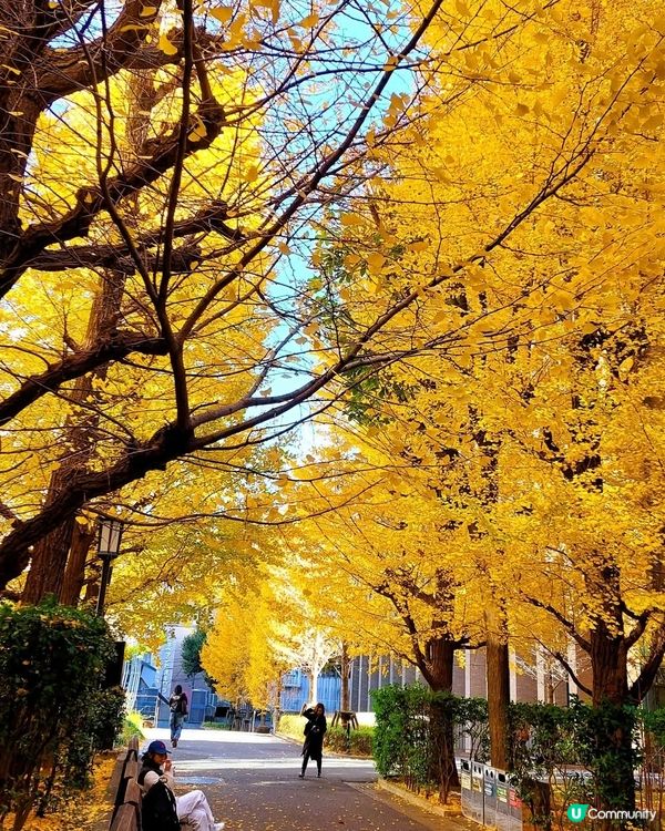 早稻田銀杏🍁！東京賞銀杏隱藏名所！🤩