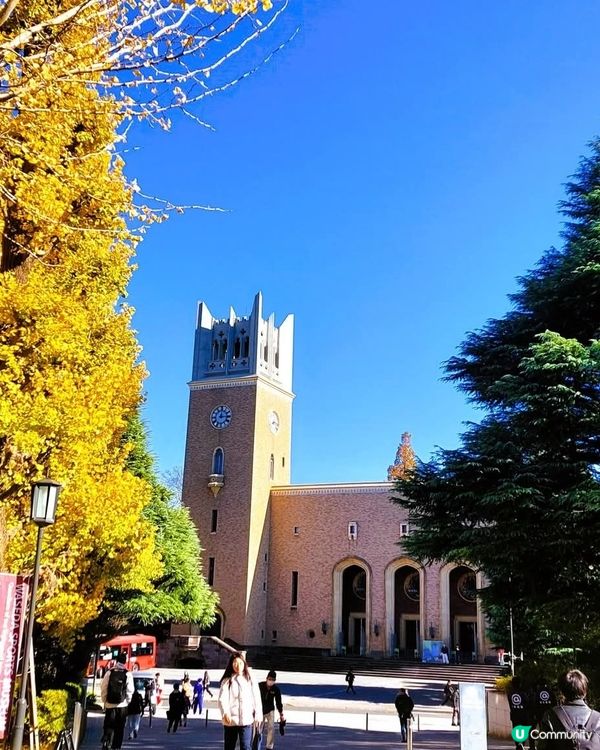 早稻田銀杏🍁！東京賞銀杏隱藏名所！🤩