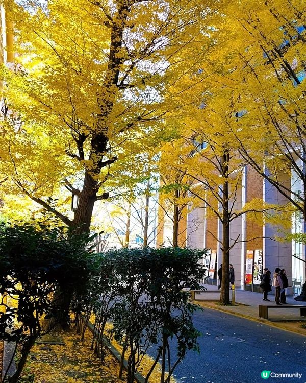 早稻田銀杏🍁！東京賞銀杏隱藏名所！🤩