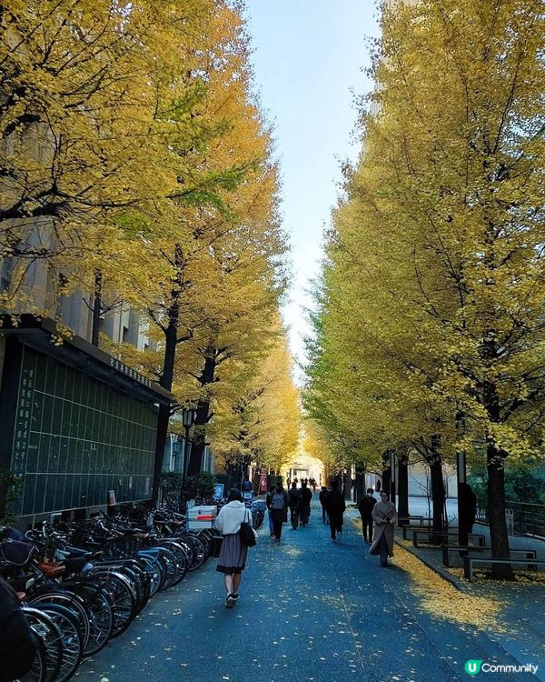 早稻田銀杏🍁！東京賞銀杏隱藏名所！🤩